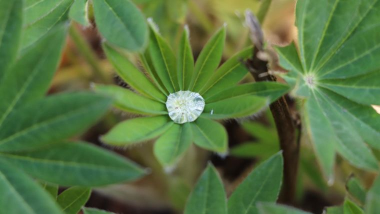 A ‘diamond’ (a puddle of water) in the middle of a plant.